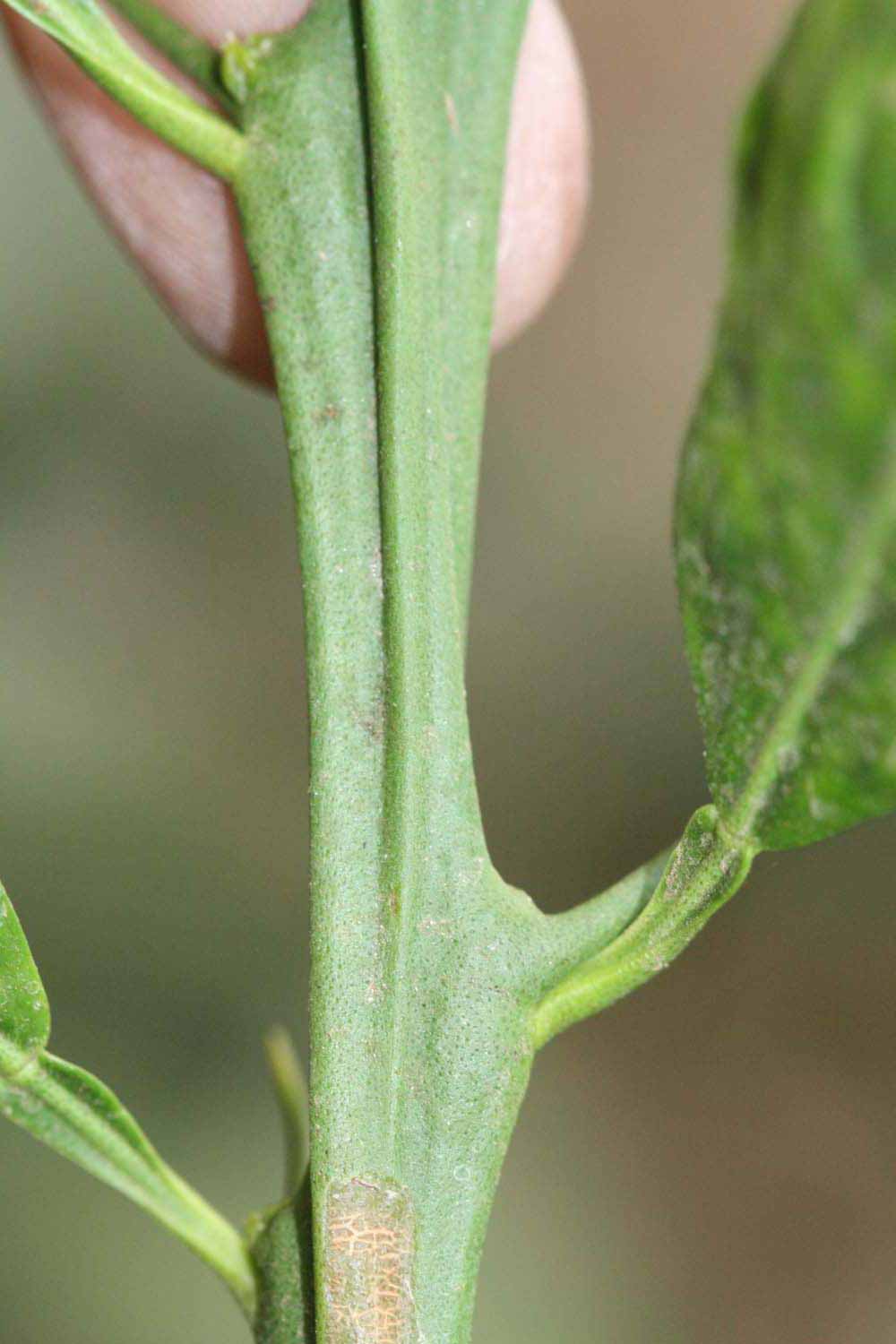            First year twig (Riverside, CA)   